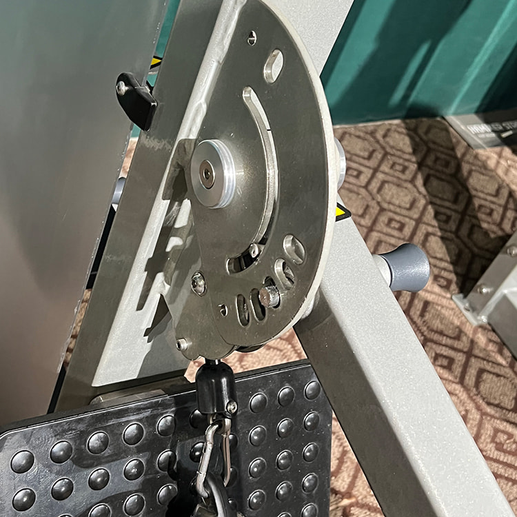 Princeps Musculus viverra<br />HS-PD Princeps Musculus viverra<br />HS-PD